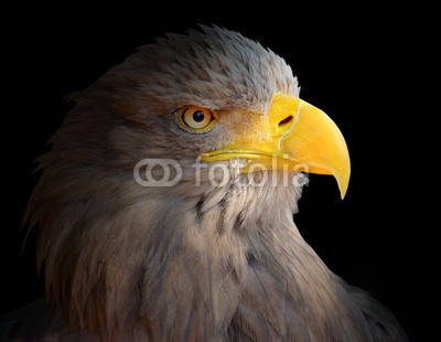 Kletr, The Eagle head - Haliaeetus albicilla . (adler, vögel, tier, auge, eagle eye, wildlife, wildnis, übel, halloween, tierpark, haustier, pests, kopf, blick, gesicht, wild, bill, teufel, biest, nacht, angst, entsetzen, gefahr, pecker, natur, greifvogel, fliegender, close-up, natürlich, feder)