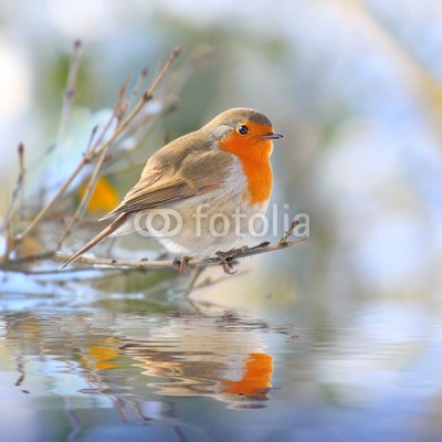 Kletr, The European Robin (Erithacus rubecula). (tier, wildlife, vögel, rotkehlchen, birdie, natur, wildnis, meise, baum, kalt, haustier, park, life, männlich, spitzhacke, holz, busch, frei, wild, leben, stockwerk, überschwemmungen, fauna, wasser, frühling, blaumeise, jahreszeit, wald, garten, winte)