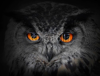 Kletr, The evil eyes. ( Eagle Owl, Bubo bubo). (halloween, auge, tier, eagle eye, eulen, entsetzen, albtraum, wild animals, wildnis, vögel, gefahr, gefährlich, teufel, übel, wildlife, hintergrund, biest, zucht, close-up, close-up, dunkelheit, uhu, ökologie, umwelt, eurasisch, gesicht, dread)