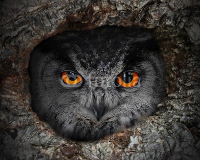 Kletr, The evil eyes. The Eagle Owl (Bubo bubo) in a hollow tree. (halloween, auge, tier, eagle eye, eulen, entsetzen, albtraum, wild animals, wildnis, vögel, gefahr, gefährlich, teufel, übel, wildlife, hintergrund, biest, zucht, close-up, close-up, dunkelheit, uhu, ökologie, umwelt, eurasisch, gesicht, dread)