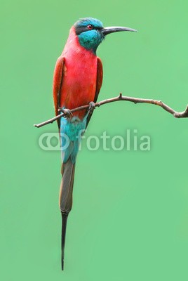 Kletr, The Northern Carmine Bee-Eater (Merops nubicus). (tier, birdie, vögel, wildlife, papagei, vogelkunde, blaumeise, wildnis, regenwald, close-up, bienenfresser, meise, jahreszeitlich, heimat, afrikanisch, überleben, ökologie, zoologie, draußen, urwald, little, natur, wald, jahreszeit, weiblich, afrik)