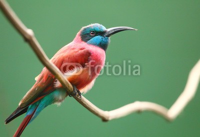 Kletr, The Northern Carmine Bee-Eater (Merops nubicus). (tier, birdie, vögel, wildlife, papagei, vogelkunde, blaumeise, wildnis, regenwald, close-up, bienenfresser, meise, jahreszeitlich, heimat, afrikanisch, überleben, ökologie, zoologie, draußen, urwald, little, natur, wald, jahreszeit, weiblich, afrik)