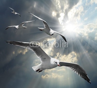 Kletr, The Seagulls on a dramatic sky. (tier, vögel, gull, seemöwe, seemöwe, wildlife, wildnis, meer, seelandschaft, tapete, wild animals, sonne, himmel, luft, see, frei, wild, flügel, sturm, stockwerk, strand, wasser, ozean, frühling, sommer, wolken, sonnenuntergänge, natur, flu)