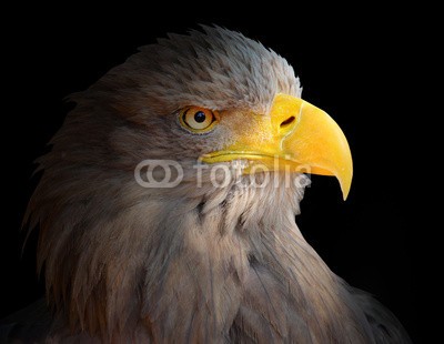 Kletr, The Eagle head - Haliaeetus albicilla . (adler, vögel, tier, auge, eagle eye, wildlife, wildnis, übel, halloween, tierpark, haustier, pests, kopf, blick, gesicht, wild, bill, teufel, biest, nacht, angst, entsetzen, gefahr, pecker, natur, greifvogel, fliegender, close-up, natürlich, feder)