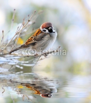Kletr, The House Sparrow ( Passer Domesticus) (wildlife, tier, vögel, birdie, haustier, meise, meise, maorischnäpper, wildnis, verwischen, zucht, busch, pflege, close-up, close-up, entwerfen, ökologie, fauna, essen und trinken, feeder, essen, wald, frei, garten, heimat, life, little, leben, natu)