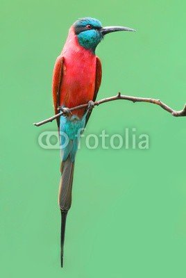 Kletr, The Northern Carmine Bee-Eater (Merops nubicus). (tier, birdie, vögel, wildlife, papagei, vogelkunde, blaumeise, wildnis, regenwald, close-up, bienenfresser, meise, jahreszeitlich, heimat, afrikanisch, überleben, ökologie, zoologie, draußen, urwald, little, natur, wald, jahreszeit, weiblich, afrik)