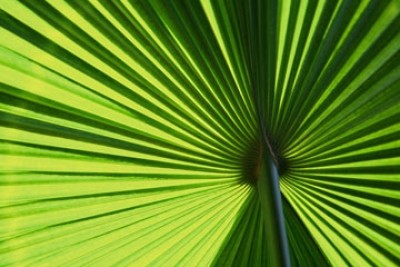 Ortwin Klipp, Leaf 1 (Fotokunst, Blatt, Palme, durchscheinend, Licht, Büro, Treppenhaus, Wohnzimmer, grün)