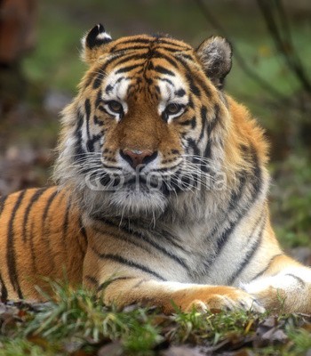 kyslynskyy, Amur Tiger in the summer (tiger, katze, raubkatze, räuber, tier, säugetier, wild animals, tier, gefährlich, behutsam, klug, wildnis, natur, heimat, wildlife, flora, fauna, gras, vegetatio)