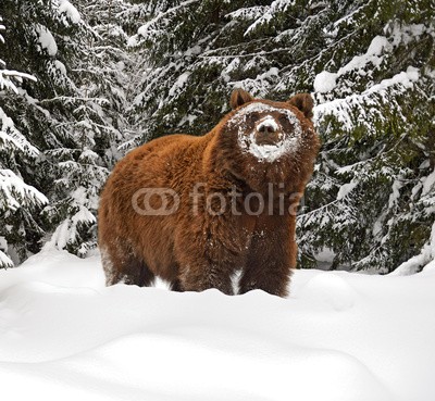 kyslynskyy, Brown bear (bär, braunbär, winter, tier, säugetier, wild animals, tier, fleischfressend, gefährlich, behutsam, reiflich, heimat, wildnis, wald, berg, berg, baum, flora, fauna, pelz, schnee, kalt, jahreszei)