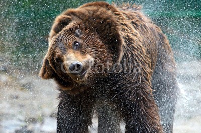 kyslynskyy, brown bear (bär, braunbär, tier, säugetier, wild animals, tier, räuber, heimat, wildlife, wald, berg, baum, gefährlich, frühling, natur, flora, fauna, gesicht, wasser, fluß, fallen lasse)