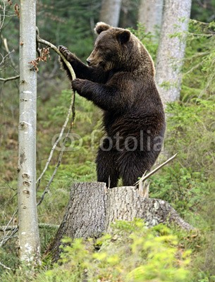 kyslynskyy, Brown bear (bär, braunbär, tier, tier, wild animals, säugetier, fleischfresser, omnivore, gefährlich, reiflich, behutsam, holz, wildnis, heimat, natur, wildlife, ber)