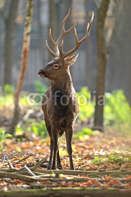 kyslynskyy, Deer (hirsch, horn, männlich, wald, wildnis, heimat, bevölkerung, baum, tier, wild animals, säugetier, flora, fauna, dreads, behutsa)