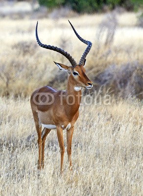 kyslynskyy, Impala gazelle (tier, säugetier, wild animals, wildlife, natur, wildnis, heimat, vegetation, flora, fauna, afrikanisch, befangen, behutsam, afrika, wildlif)