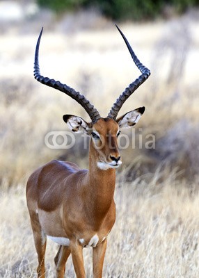 kyslynskyy, Impala gazelle (tier, säugetier, wild animals, wildlife, natur, wildnis, heimat, vegetation, flora, fauna, afrikanisch, befangen, behutsam, afrika, wildlif)