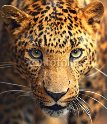 kyslynskyy, Leopard portrait (afrika, afrikanisch, aufgebracht, tier, aufmerksam, biest, groß, schwarz, fleischfresser, katze, schließen, close-up, gefahr, gefährlich, umwelt, auge, gesicht, schnell, katzen, pelz, pelzig, hunter, urwald, leopard, schauend, säugetier, natur, nieman)