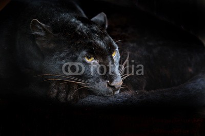 kyslynskyy, Leopard (afrika, leopard, biest, räuber, tier, gefährlich, natur, aufmerksam, reiflich, heimat, umwelt, maul, auge, pelz, katzenartig, katze, jaguar, säugetier, wildnis, safarie, park, draußen, drohend, hintergrund, tier, wildlif)