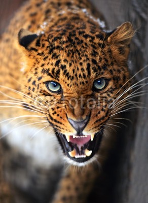 kyslynskyy, Leopard (afrika, leopard, biest, räuber, tier, gefährlich, natur, aufmerksam, reiflich, heimat, umwelt, maul, auge, pelz, katzenartig, katze, jaguar, säugetier, wildnis, safarie, park, draußen, drohend, hintergrund, tier, wildlif)