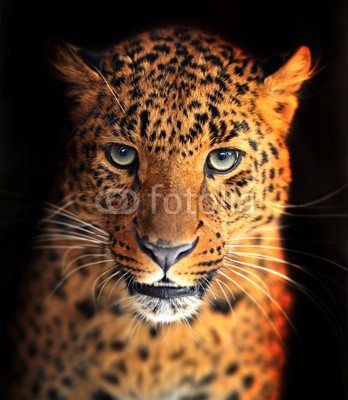 kyslynskyy, Leopard (afrika, leopard, biest, räuber, tier, gefährlich, natur, aufmerksam, reiflich, heimat, umwelt, maul, auge, pelz, katzenartig, katze, jaguar, säugetier, wildnis, safarie, park, draußen, drohend, hintergrund, tier, wildlif)