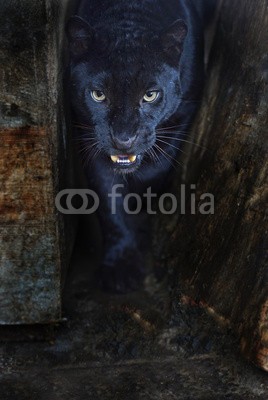 kyslynskyy, Leopard (leopard, tier, säugetier, tier, wild animals, räuber, gefährlich, dreads, wildlife, heimat, natur, wildnis, baum, flora, fauna, raubkatze, jagua)