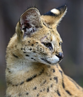 kyslynskyy, Portrait of a serval in nature (tier, säugetier, tier, wild animals, wildnis, befangen, behutsam, heimat, natur, wildlife, katze, raubkatze, afrik)