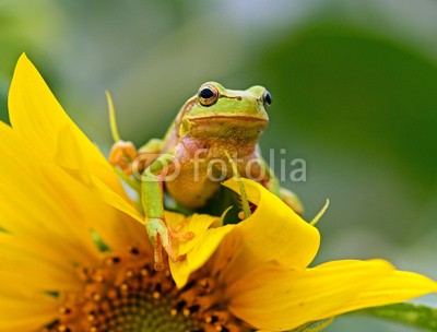 kyslynskyy, Portrait of a tree frog (frosch, laubfrosch, reptilien, amphibie, kaltblütig, verzweigt, sucker, wildlife, heimat, auge, natur, behutsam, befange)