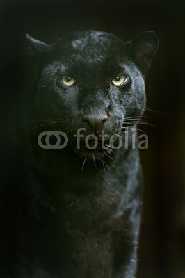 kyslynskyy, The Amur leopard in its natural habitat (leopard, katze, raubkatze, räuber, schnell, wendig, tier, säugetier, wild animals, heimat, wildlife, natu)