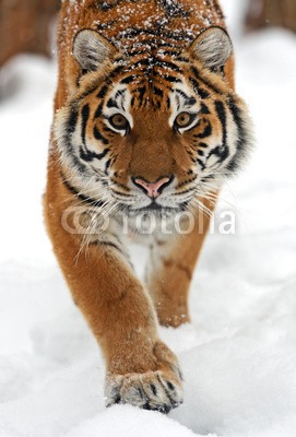 kyslynskyy, tiger in winter (agression, angriffslustig, wut, aufgebracht, tier, biest, schöner, schönheit, groß, fleischfresser, katze, gefahr, ausdruck, auge, gesicht, fauna, katzen, flora, anstarren, gras, heimat, kopf, jagen, hunter, urwald, blick, säugetier, natur, portrai)