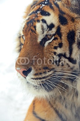 kyslynskyy, Tiger (agression, angriffslustig, wut, aufgebracht, tier, biest, schöner, schönheit, groß, fleischfresser, katze, gefahr, ausdruck, auge, gesicht, fauna, katzen, flora, anstarren, gras, heimat, kopf, jagen, hunter, urwald, blick, säugetier, natur, portrai)