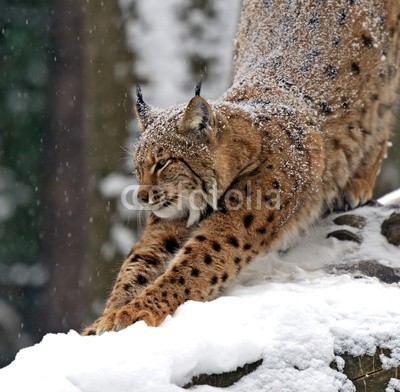 kyslynskyy, Winter Lynx (luchs, katze, raubkatze, tier, säugetier, wild animals, wildlife, natur, heimat, räuber, wald, winter, schüchtern, reiflich, aufmerksam, schnee, vegetatio)