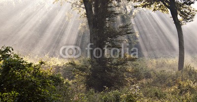 lacabetyar, Mystical forest (wald, licht, natur, nebel, landschaft, baum, morgens, herbst, dunkel, schatten, jahreszeit, mysteriously, magical, nebelfront, dunkelheit, schwarz, regen, abend, albtrauf, wind, wetter, nacht, sonne, mood, übel, nebelig, Entsetzen, angst, leaf, verregnet,)