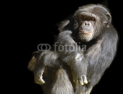 Laurin Rinder, Chimpanze on a Black Background (afrika, tier, affen, baby, hintergrund, schwarz, gelangweilt, schimpanse, schimpanse, zuversicht, hübsch, details, gefährdet, umwelt-, gesicht, familie, vater, wald, freundschaft, freudig, urwald, liebe, säugetier, monkey, mutter, natur, eins, portrai)