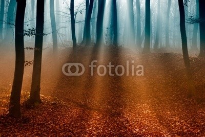 lacabetyar, Dark autumn forest with the first light of the sun. (herbst, belle, flagge, landschaft, morgengetränk, umwelt, fallen, nebel, nebelig, foliage, wald, glühen sie, gras, grün, hein, diesig, landschaft, laub, licht, magical, nebelfront, morgens, geheimnisvoll, mysteriously, mystisch, natur, park, einträchtig,)