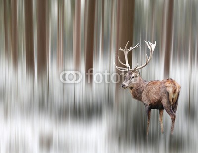 LeitnerR, Hirsch in bearbeiteter Winterlandschaft (achse, braun, bull, böcke, close-up, draußen, fein, eins, eis, erwachsen, kunst, geweih, hirsch, horn, hunter, jagen, jahreszeit, kalt, kopf, landschaft, männlich, natur, natürlich, niemand, park, pelz, posieren, rentier, rot, blicken, schnee, schwan)