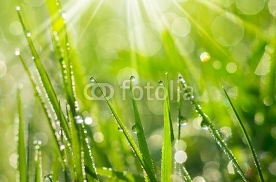 Leonid Ikan, Morning Dew (morgens, fallen aufsteigen, tau, wasser, frühling, grün, gras, abstrakt, hintergrund, schön, hell, toll, blase, ruhe, sauber, klar, closeup, colorful, tage, details, tröpfchen, frühe, ökologie, ökosystem, umwelt, feld, flora, frisch, garten, grassland, wa)