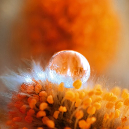 Lily Andrea Seidel, Eternal Flame (Wassertropfen, Wasser, Blüte, Blume, Staubbeutel, Botanik, Makro, Nahaufnahme, modern, Wohnzimmer, Badezimmer, Wunschgröße,  Fotokunst, orange)