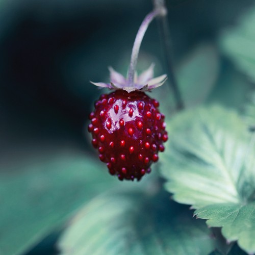 Lily Andrea Seidel, Taste of Summer (Fotokunst, Fotografie, Erdbeere, Walderdbeere,  Wilderdbeere, reif, saftig, Küche, Gastronomie, Esszimmer, nahaufnahme, Wunschgröße, bunt)