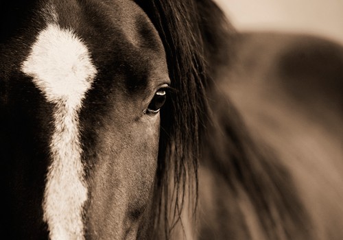 Lisa Dearing, Dark Eyes (Wunschgröße, Fotografie, Pferd,  Pferdekopf, Pferdeauge, Pferdeblick, Nahaufnahme, Nostalgie, Arztpraxis, Wohnzimmer, Jugendzimmer, sepia)