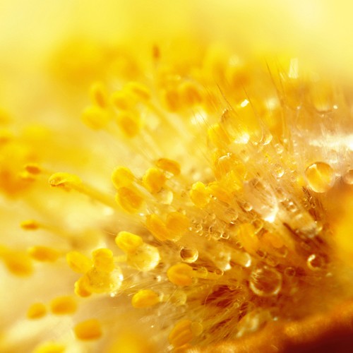 Lily Andrea Seidel, Break Through (Wassertropfen, Wasser, Blüte, Blume, Staubbeutel, Botanik, Makro, Nahaufnahme, modern, Wohnzimmer, Badezimmer, Wunschgröße,  Fotokunst, orange)