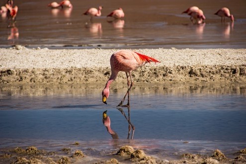 Larissa Kahle Fernandez, Flamango (Flamingos, rosa Flamingo, Stelzvogel, Fotografie, Wunschgröße, Treppenhaus, Wohnzimmer, Arztpraxis, bunt)