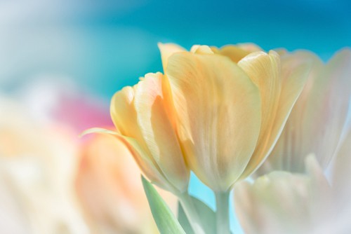 Dina Marie, Magical (Blumen, Tulpen, Blüten, Frühling, fröhlich, Fotokunst, Wunschgröße, Wohnzimmer, Treppenhaus, Arztpraxis, bunt)
