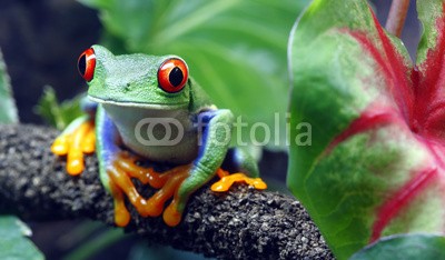 macropixel, Red-Eyed Tree Frog (laubegg, frosch, colorful, tier, südalpen, costa rica, tropisch, regenwald, natur, wein, rot, pflanze, grün, one animal, wildlife, horizontale, nieman)