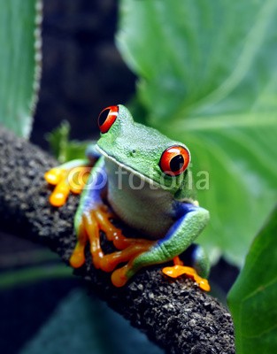 macropixel, Red-Eyed Tree Frog (laubfrosch, frosch, bunt, costa rica, amphibie, tropisch, regenwald, natur, wein, rot, pflanze, grün, südamerika, tier, wildlife, vertikal, nieman)