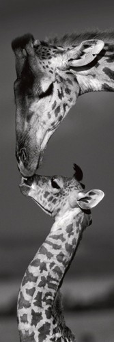 Marilyn Parver, Masai mara Giraffes (Giraffen, Tiere, Afrika, Großwild, Mutter/Kind, liebevoll, zärtlich, niedlich, Fotokunst, Treppenhaus, Arztpraxis, Wunschgröße, schwarz/weiß)