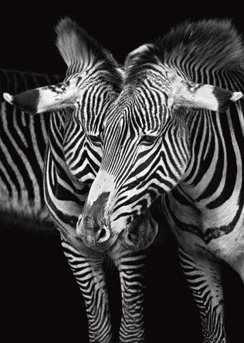 Marina Cano, A Team with You (Zebra, Tiere, Wohnzimmer, Natur,Flur,Fotografie, Wunschgröße, schwarz/weiß)