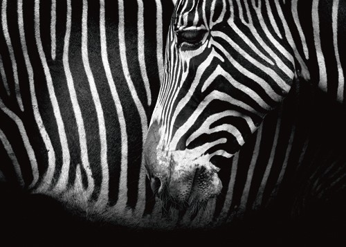 Marina Cano, Closer (Zebra, Tiere, Wohnzimmer, Natur,Flur,Fotografie, Wunschgröße, schwarz/weiß)