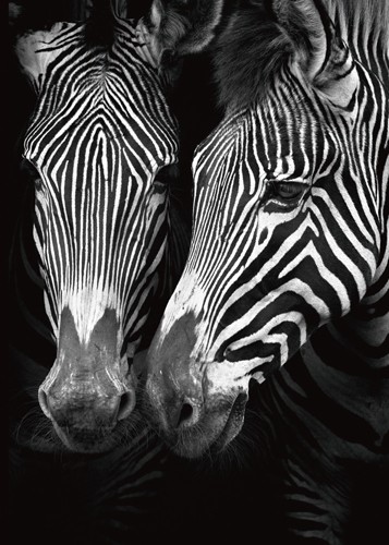 Marina Cano, In the Mirror (Zebra, Tiere, Wohnzimmer, Natur,Flur,Fotografie, Wunschgröße, schwarz/weiß)
