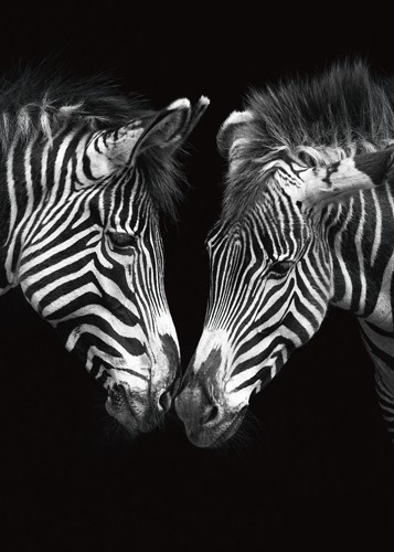 Marina Cano, The Nearness of You (Zebra, Tiere, Wohnzimmer, Natur,Flur,Fotografie, schwarz/weiß)