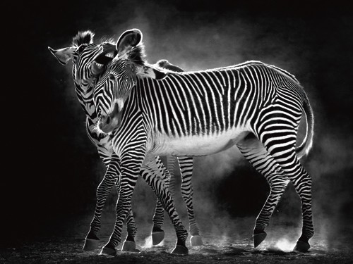 Marina Cano, Wild Dance (Zebra, Tiere, Wohnzimmer, Natur,Flur,Fotografie, Wunschgröße, schwarz/weiß)