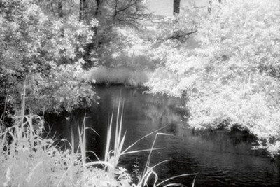 Martin Steiner, Flusslauf (Fluss, Flusslauf, Natur, Büsche, Pflanzen, Idylle, verfälscht, Photokunst, Wunschgröße, Wohnzimmer, Büro, schwarz- weiß,)