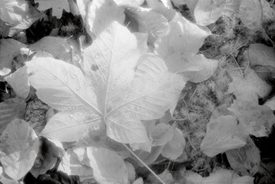 Martin Steiner, Natur (Blätter, Baumblätter, Herbst, Natur, Fotokunst, Wohnzimmer, Treppenhaus, schwarz- weiß,)